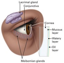 Surface of the eye